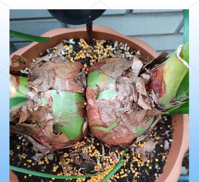 朱顶红烂球的原因是什么？