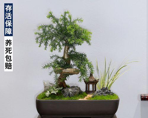 澳洲杉老树盆景怎么养？老树盆景的养护技巧有哪些？