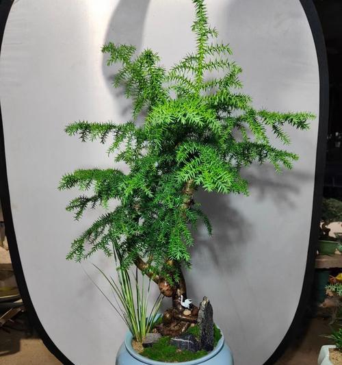 澳洲杉老树盆景怎么养？老树盆景的养护技巧有哪些？