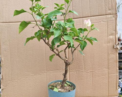 三角梅过桥桩的栽种步骤是什么？