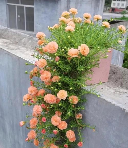 阳台西边遮挡适合养哪些花？推荐品种有哪些？