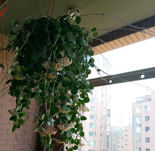 阳台西边遮挡适合养哪些花？推荐品种有哪些？