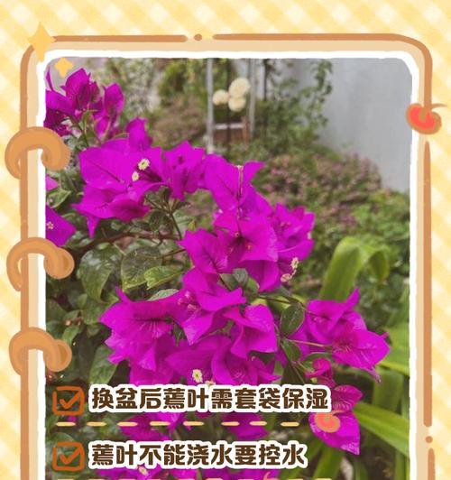 三角梅分盆技巧是什么？如何正确分盆？