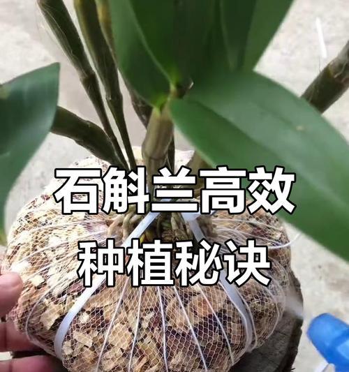 石斛栽培有哪些高效技术和方法？