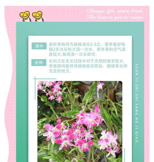 石斛栽培有哪些高效技术和方法？