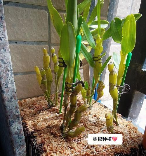 石斛栽培有哪些高效技术和方法？