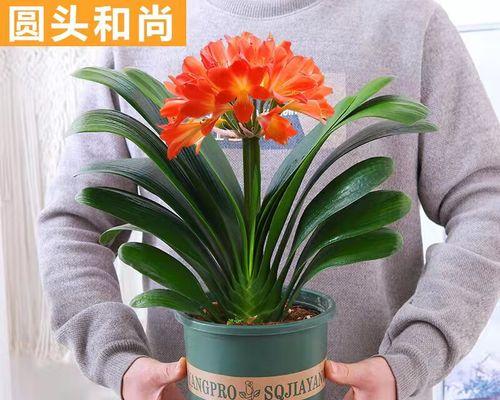 君子兰圆头和尚喜欢什么土质？如何选择合适的土质？