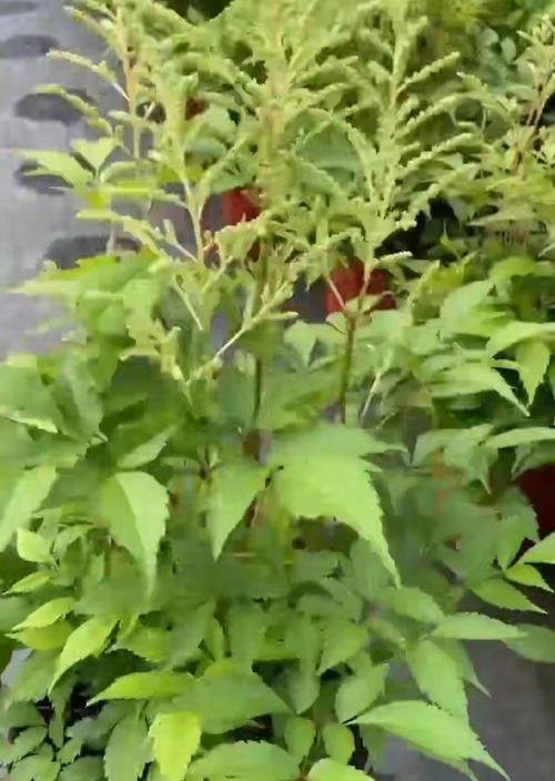 新余地区可发现哪些野生花卉？