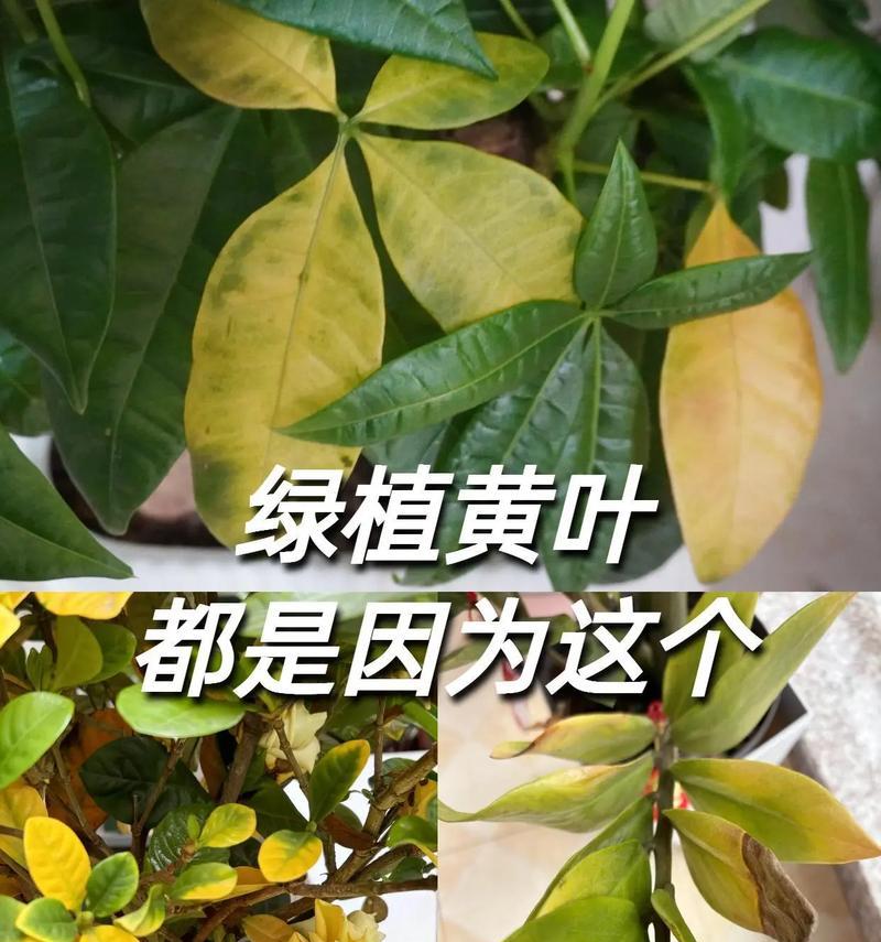 铁线莲叶子黄了是怎么回事？如何解决？
