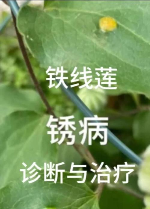 铁线莲叶子黄了是怎么回事？如何解决？