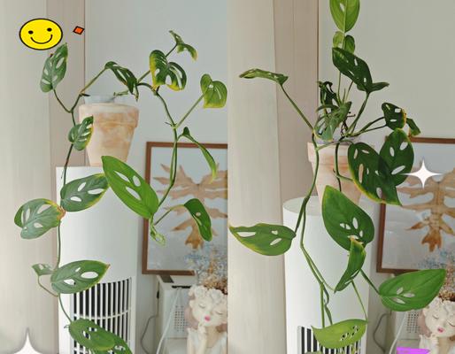 二楼阳台适合种植哪些花卉？如何选择合适的阳台植物？