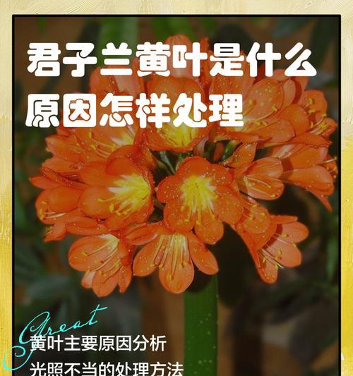 君子兰叶片晒焦后的处理方法是什么？