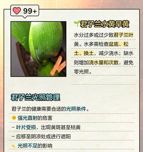 君子兰叶片晒焦后的处理方法是什么？