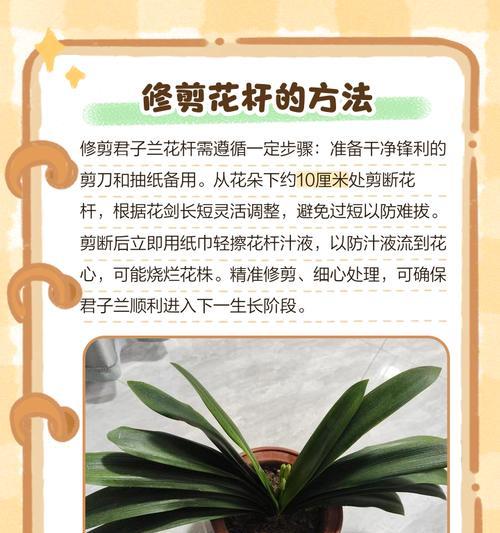 君子兰叶片晒焦后的处理方法是什么？