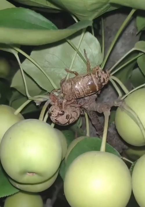 金蝉播种的最佳时间是什么时候？