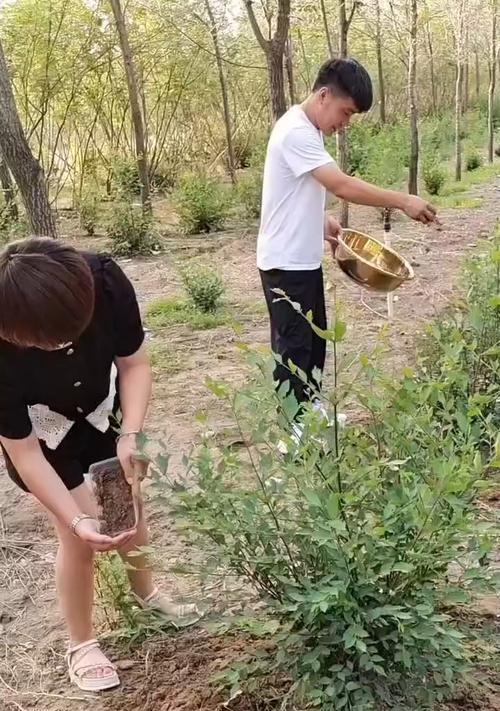 金蝉播种的最佳时间是什么时候？