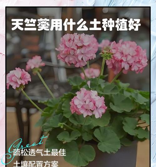 天竺葵根系养护技巧有哪些？