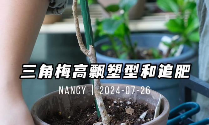三角梅大桩的塑形技巧有哪些？
