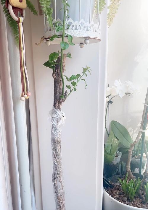 三角梅大桩的塑形技巧有哪些？