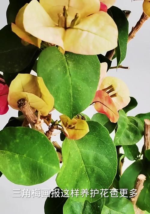 三角梅小花苞的浇水施肥方法是什么？如何正确养护三角梅小花苞？