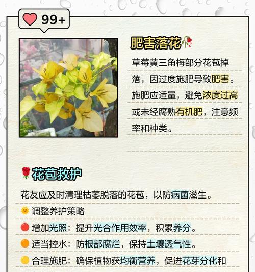 三角梅小花苞的浇水施肥方法是什么？如何正确养护三角梅小花苞？