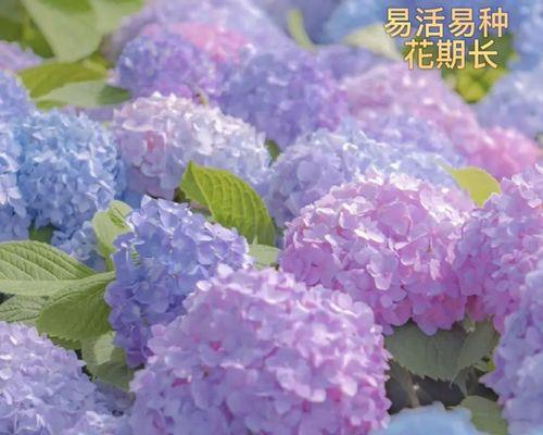 室内观赏植物常用的花籽有哪些？