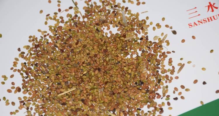 室内观赏植物常用的花籽有哪些？