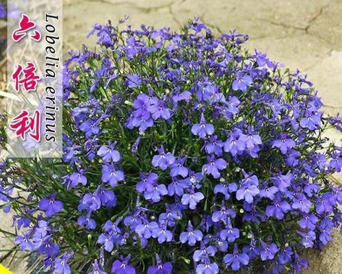 室内观赏植物常用的花籽有哪些？