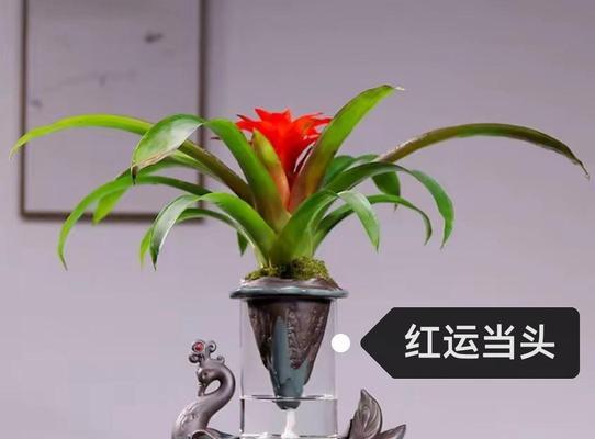 室内水培花卉有哪些实用技巧？