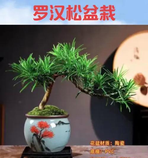 盆景选择花盆造型时应注意什么？