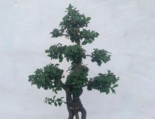 盆景选择花盆造型时应注意什么？
