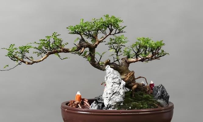 盆景选择花盆造型时应注意什么？