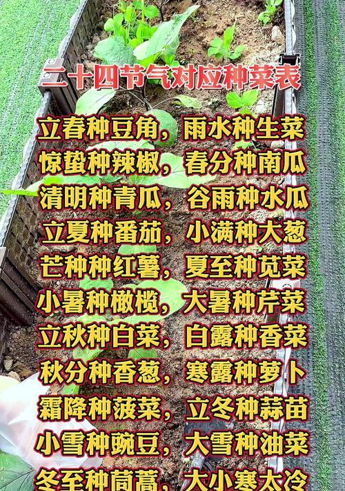 生菜播种的最佳时间是什么时候？