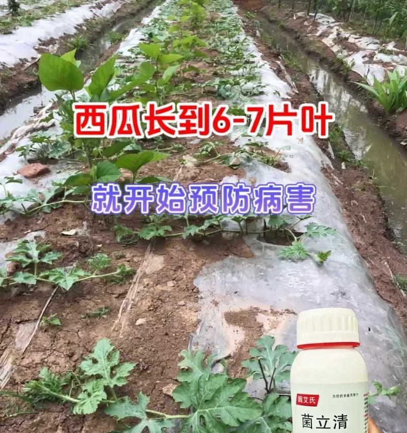 清瓜栽培技术要求有哪些？如何提高清瓜的产量和质量？