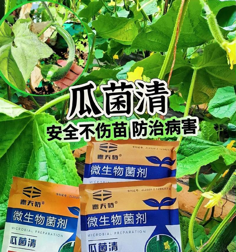 清瓜栽培技术要求有哪些？如何提高清瓜的产量和质量？