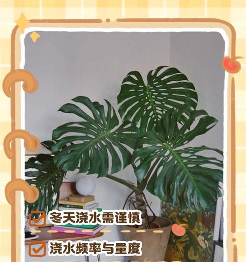 荀子的浇水方法是什么？如何正确浇水？