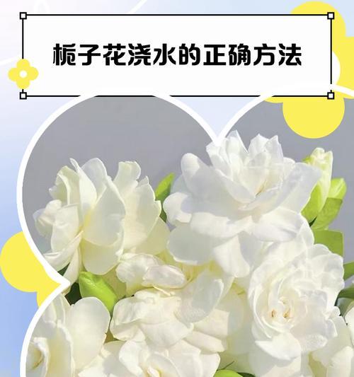 荀子的浇水方法是什么？如何正确浇水？