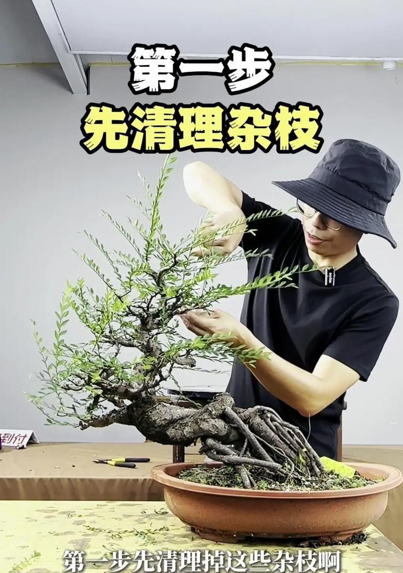 枣树盆景老桩制作方法是什么？