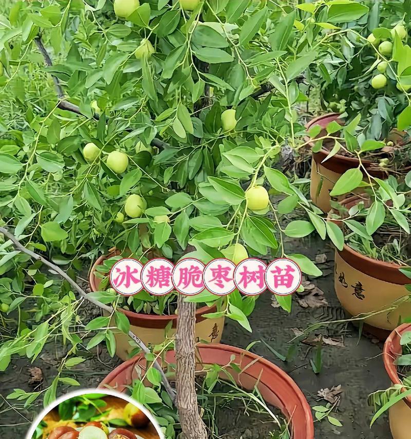 枣树盆景老桩制作方法是什么？