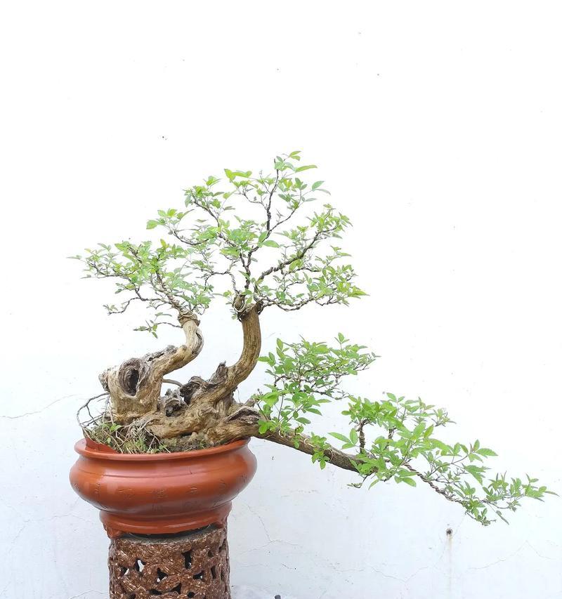枣树盆景老桩制作方法是什么？