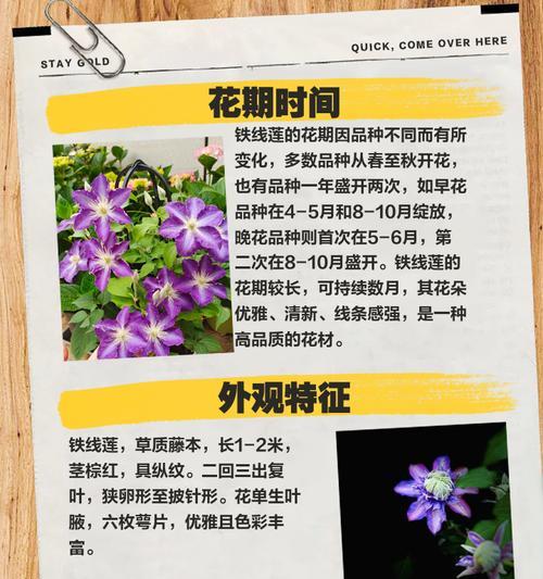 裸根铁线莲苗生长快吗？如何养护？
