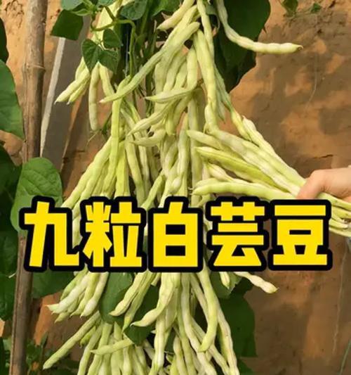 芸豆栽培需要掌握哪些技术要点？
