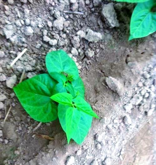 芸豆栽培需要掌握哪些技术要点？