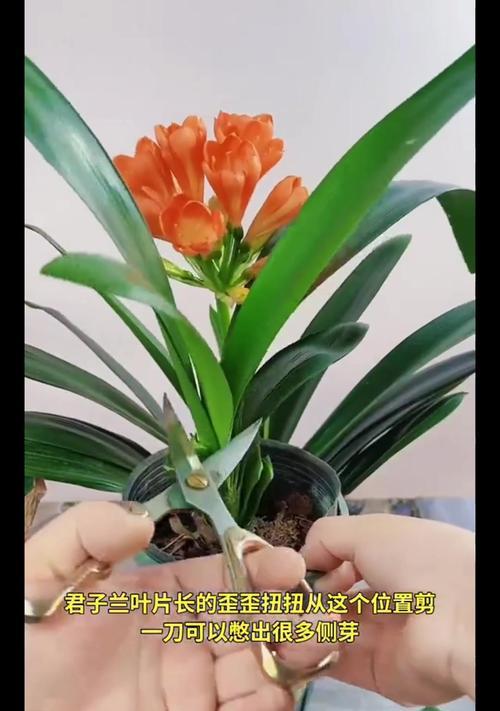 君子兰叶片如何培养出质感？