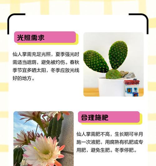 仙人掌如何正确浇水才能促进生长？