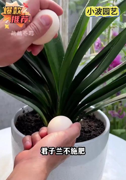 君子兰无根须的原因及解决办法？