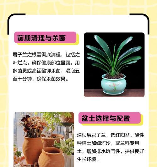 君子兰无根须的原因及解决办法？