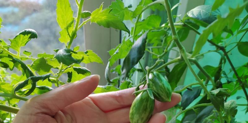 羞涩番茄栽培技术有哪些？栽培过程中需要注意的要点是什么？