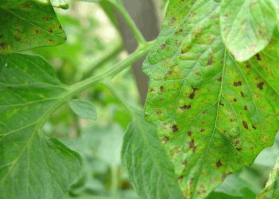 羞涩番茄栽培技术有哪些？栽培过程中需要注意的要点是什么？