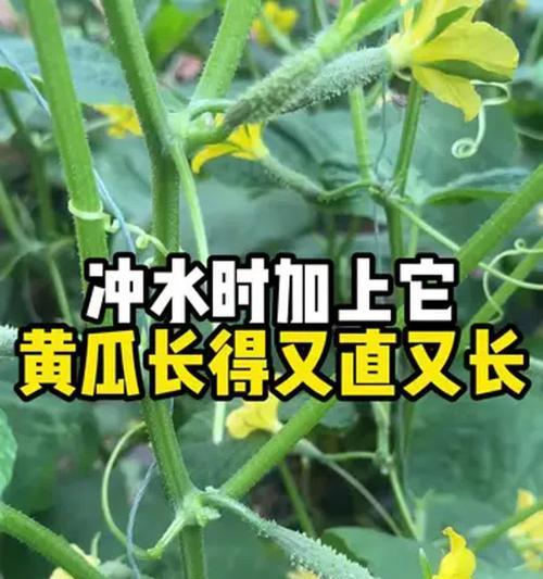 黄瓜浇水长得快的方法是什么？黄瓜的正确浇水技巧有哪些？